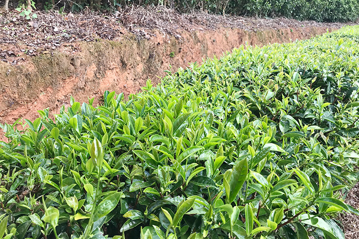 茶葉基地