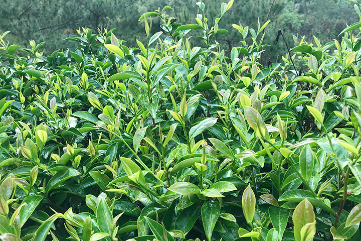茶葉基地